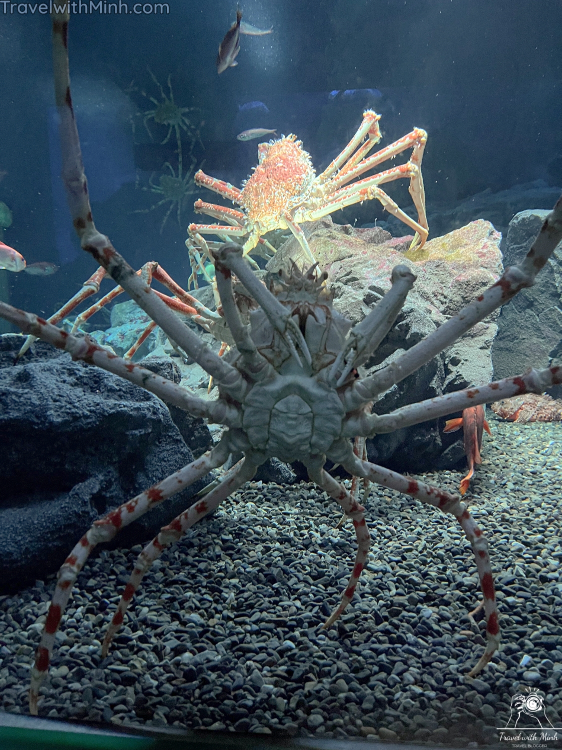 Kaiyukan aquarium osakaimg 5605 copy 2