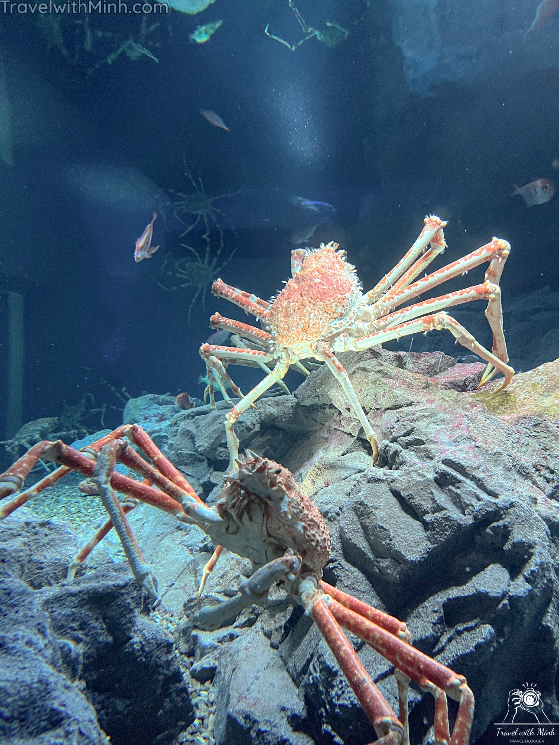 Kaiyukan aquarium osakaimg 5606 copy 2