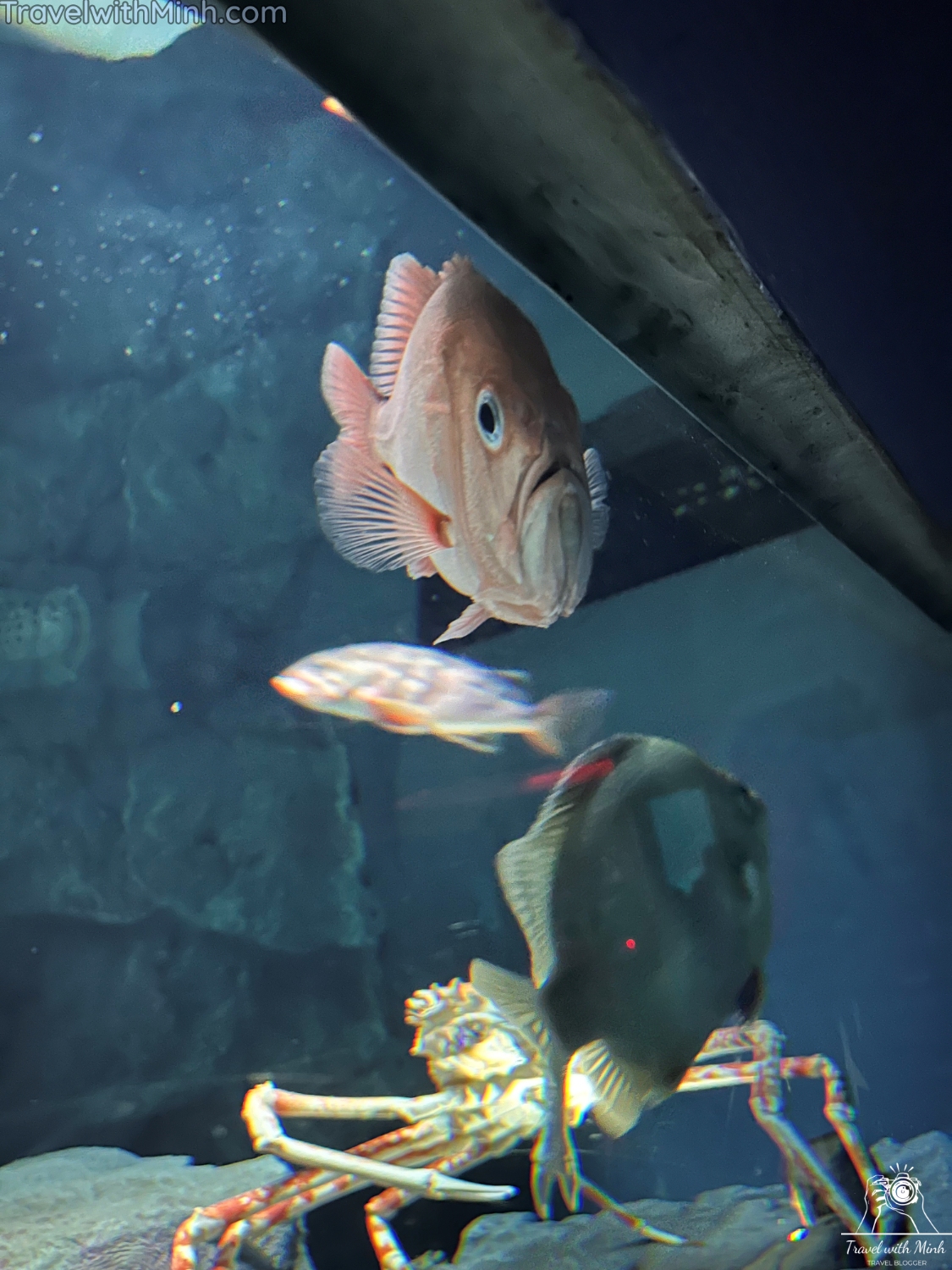 Kaiyukan aquarium osakaimg 5607 copy 2