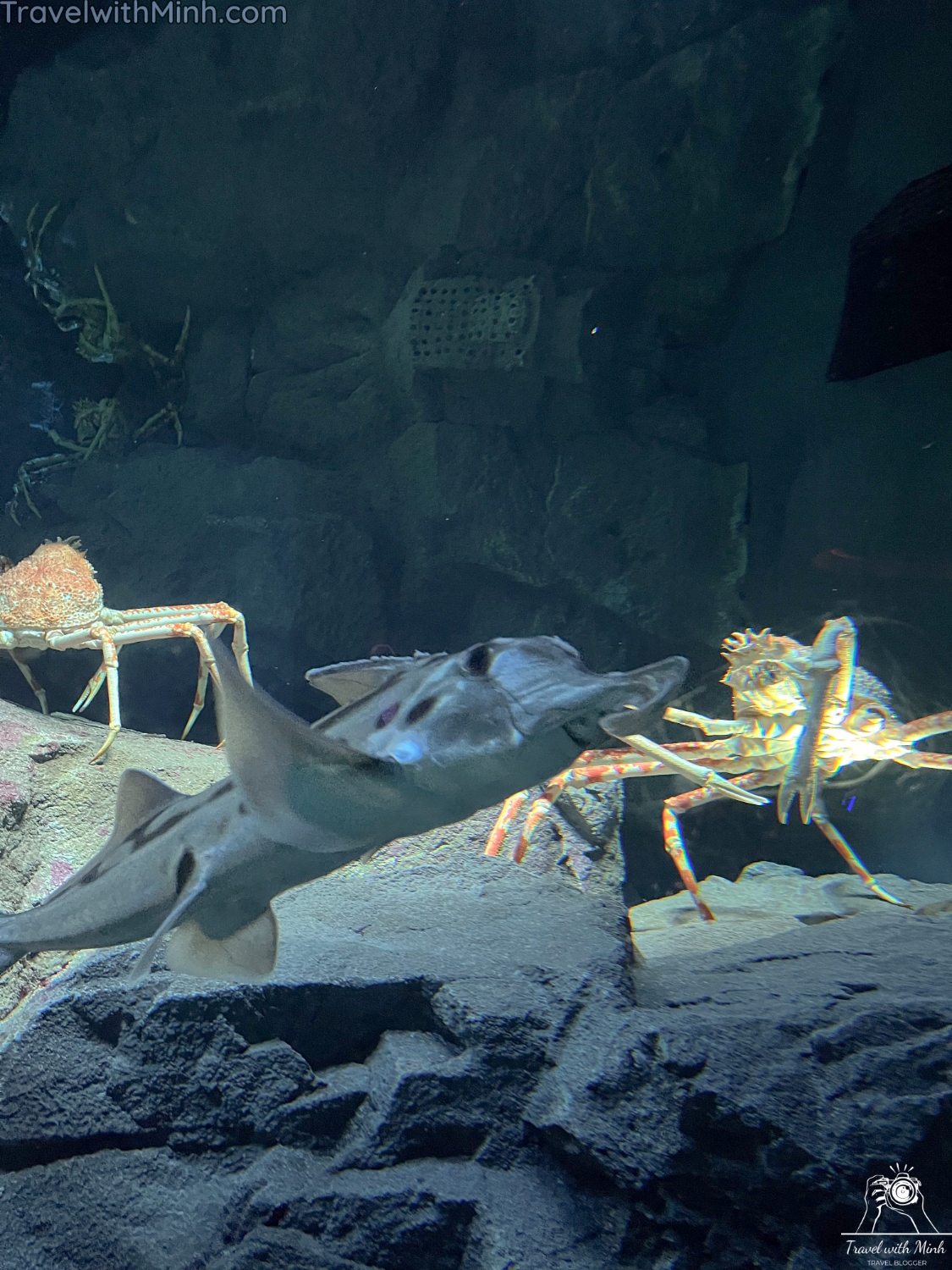 Kaiyukan aquarium osakaimg 5608