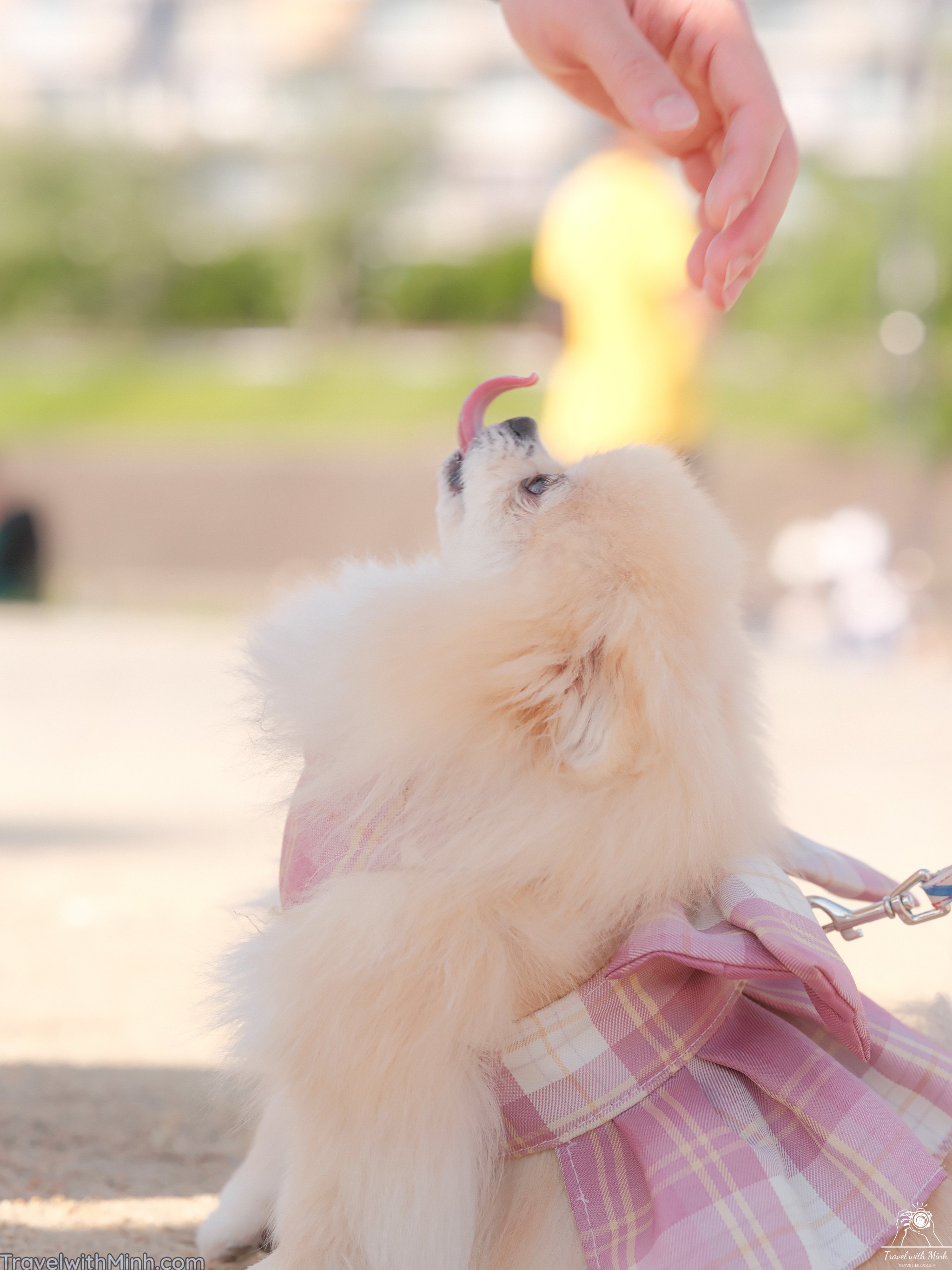 Takatsuki le hoi co ca chepdscf9396