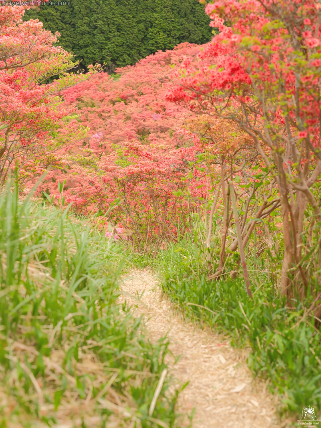 Tsutsuji katsuragi naradscf0443
