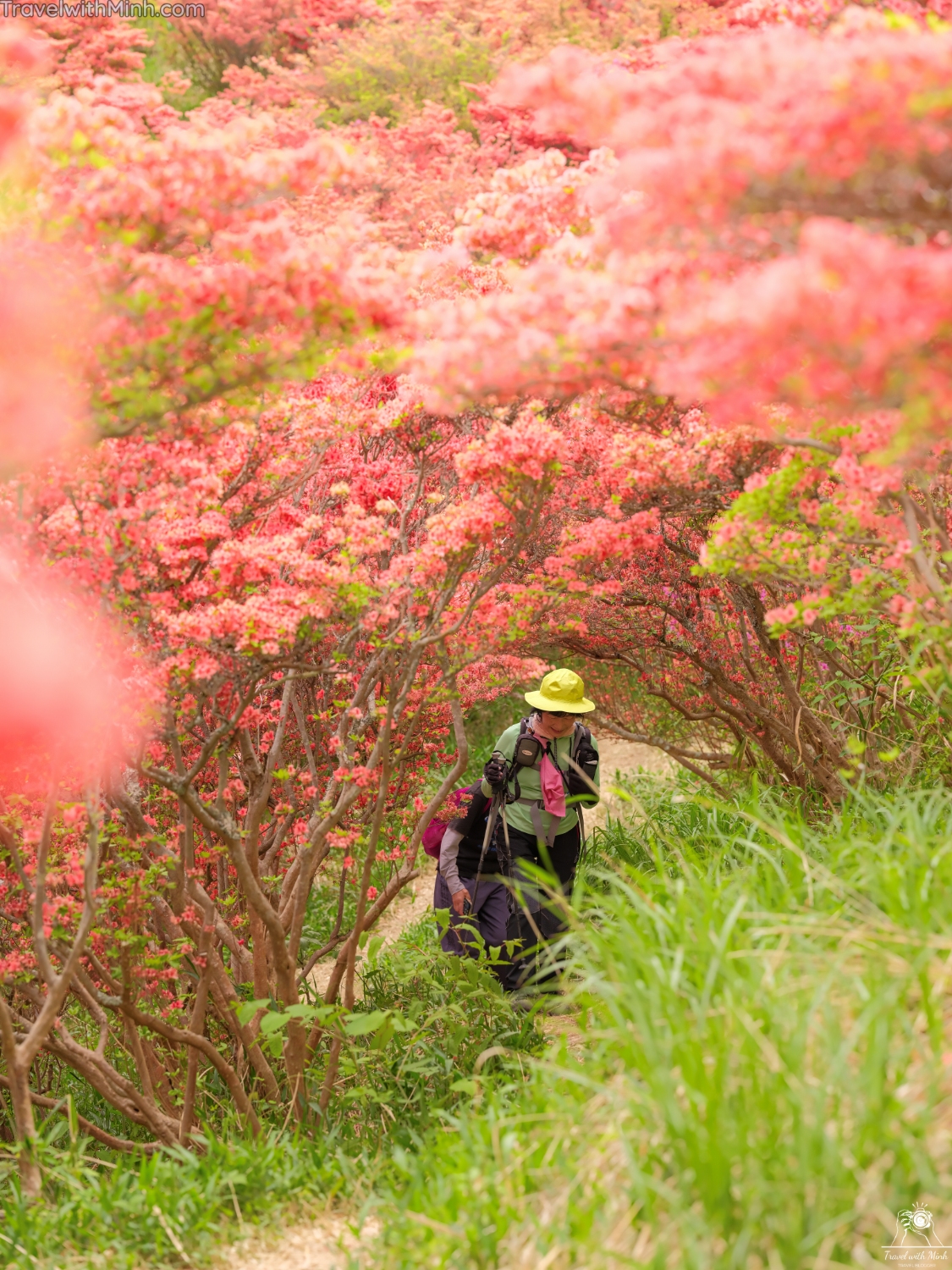 Tsutsuji katsuragi naradscf0447