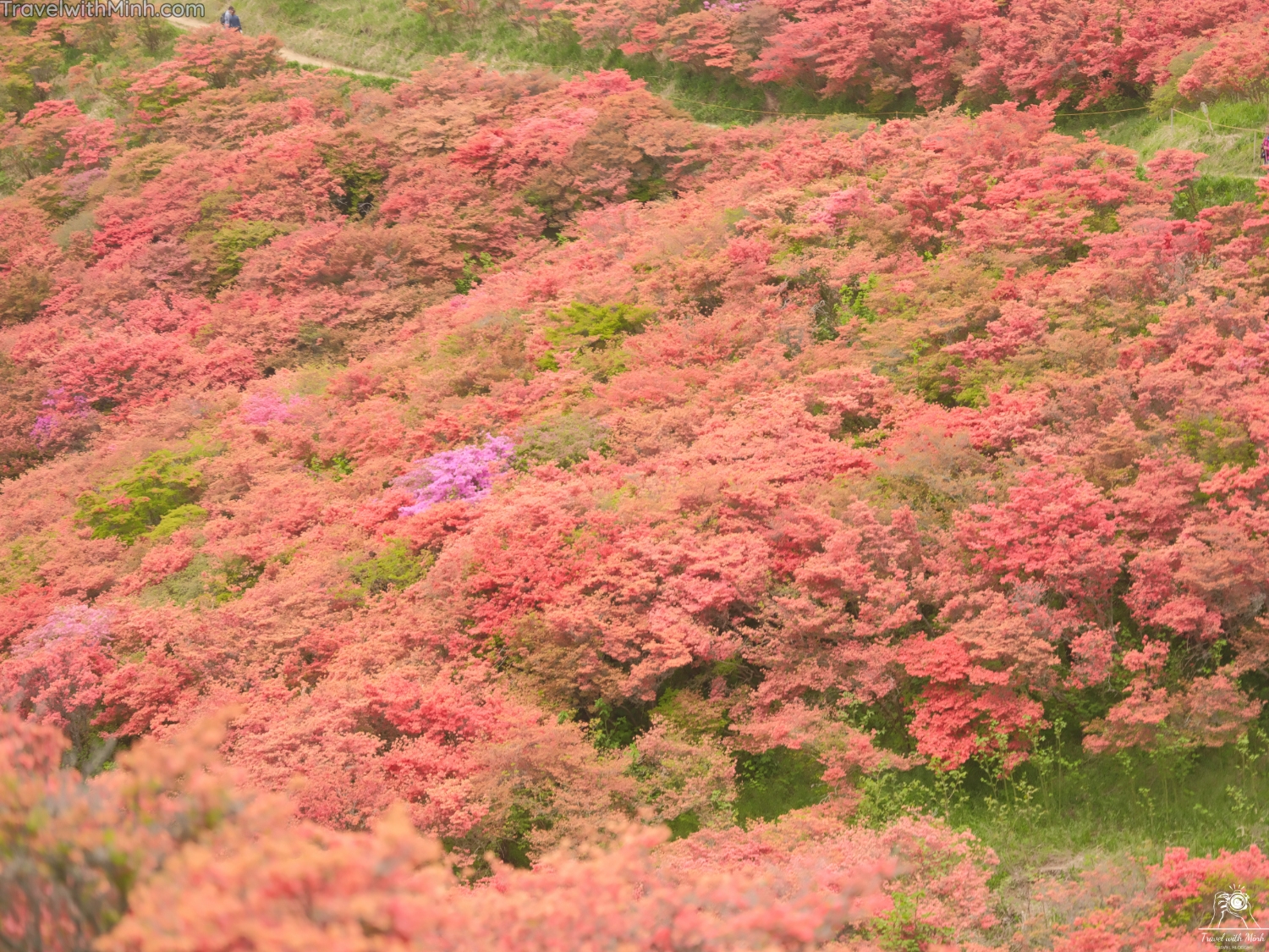 Tsutsuji katsuragi naradscf0549