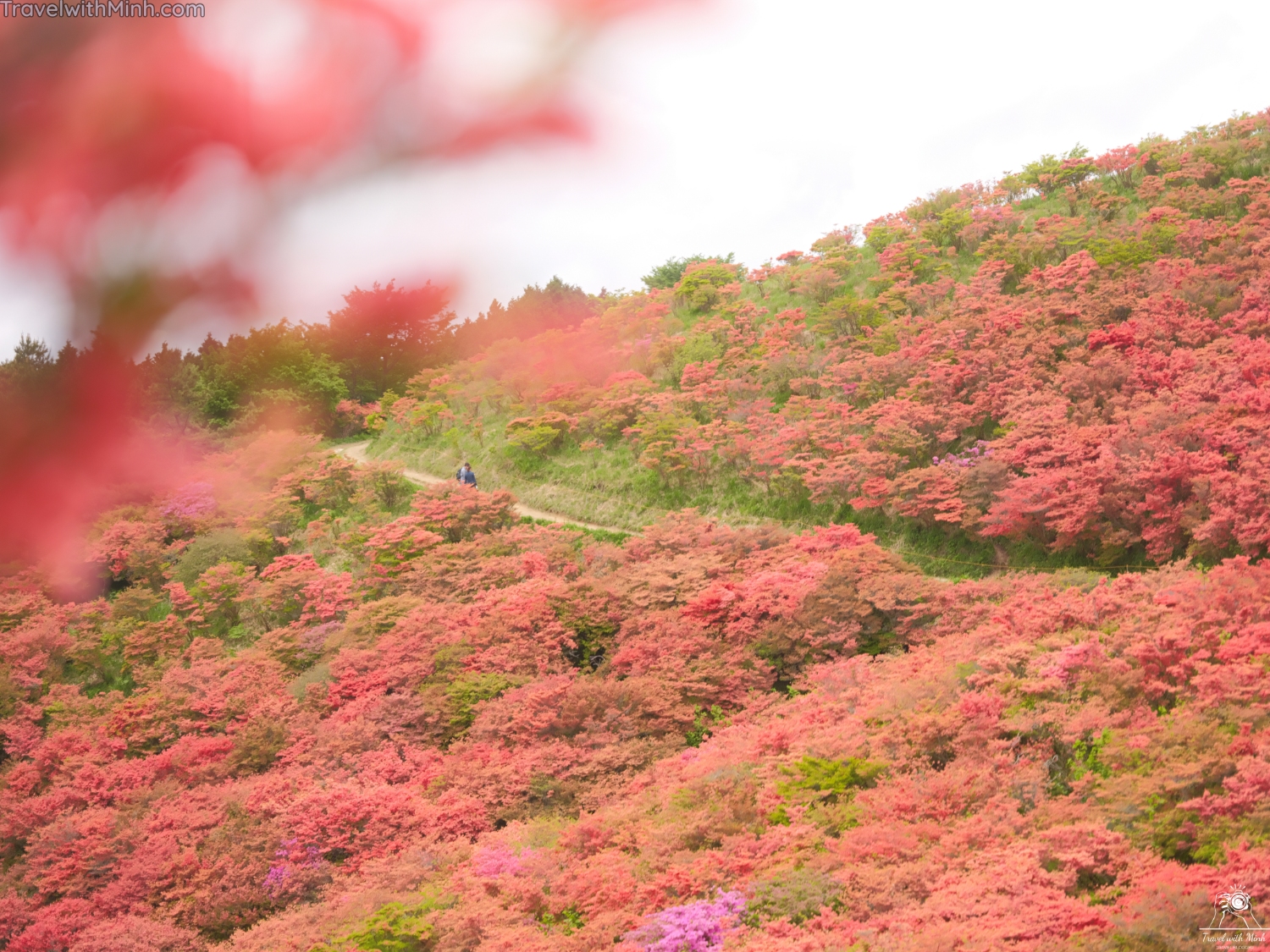 Tsutsuji katsuragi naradscf0550