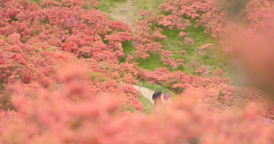 Tsutsuji katsuragi naradscf0594