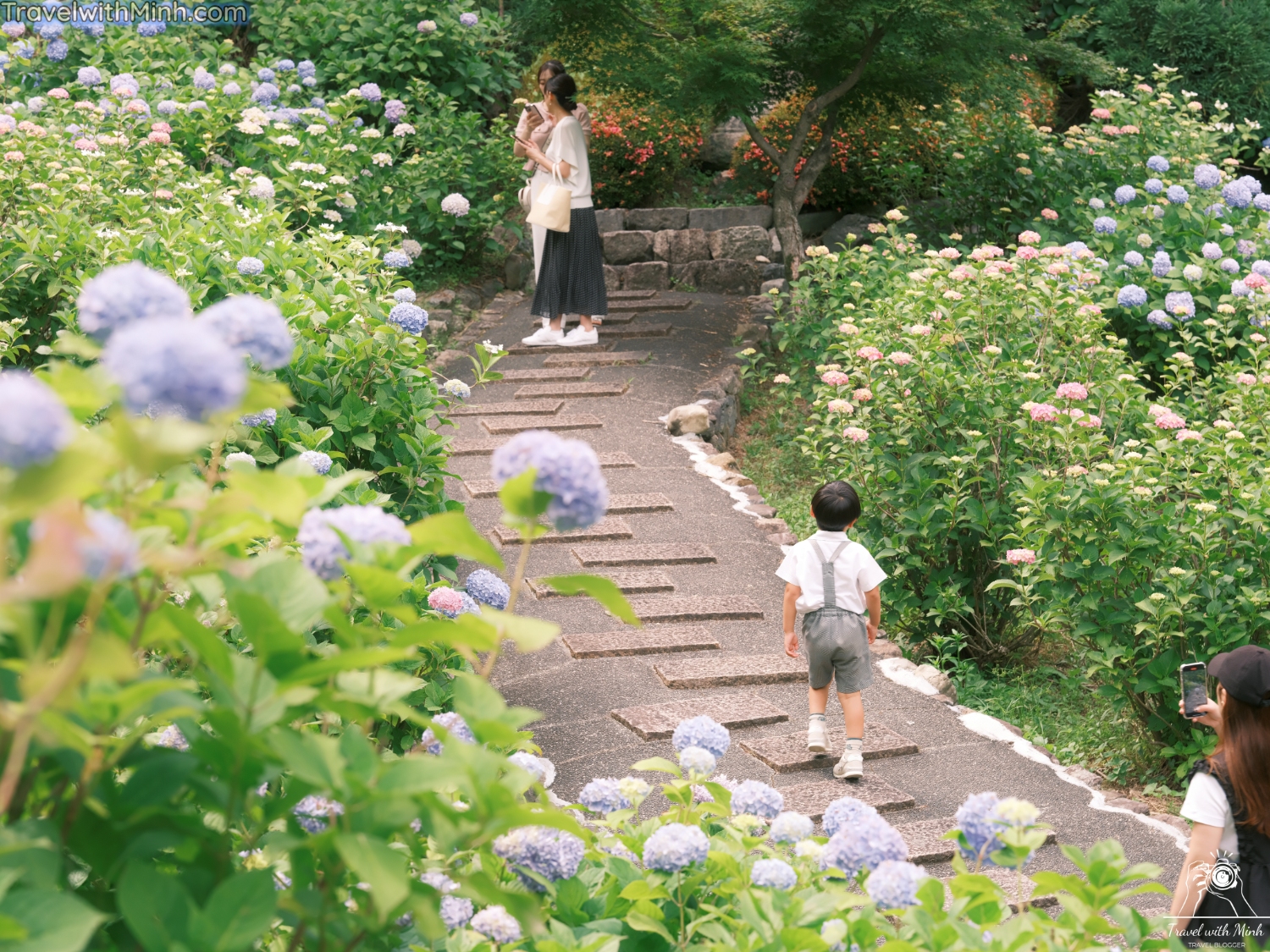 Hoa cẩm tú cầu ở Yoshiminedera 