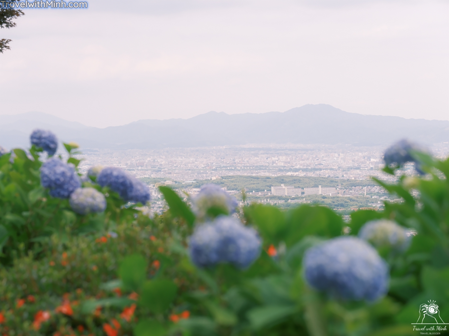 Hoa cam tu cau kyotodscf4933