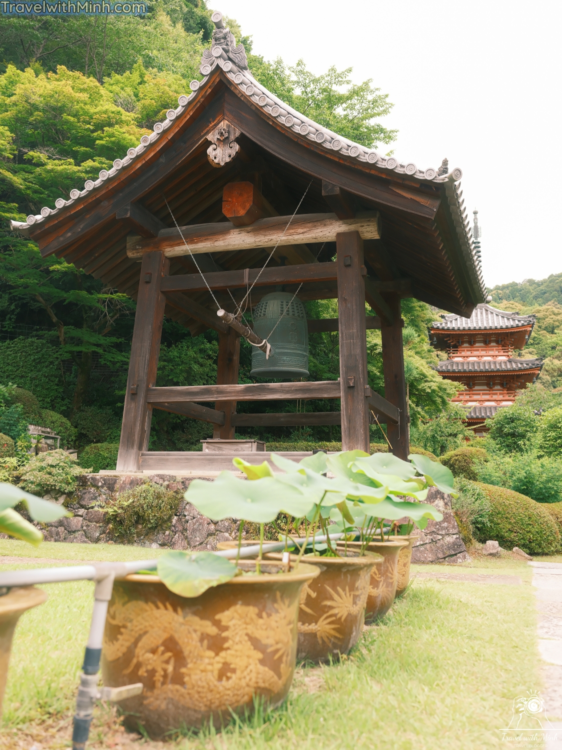 Hoa cam tu cau kyotodscf5251