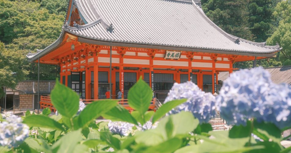 Hoa cam tu cau osakadscf5779