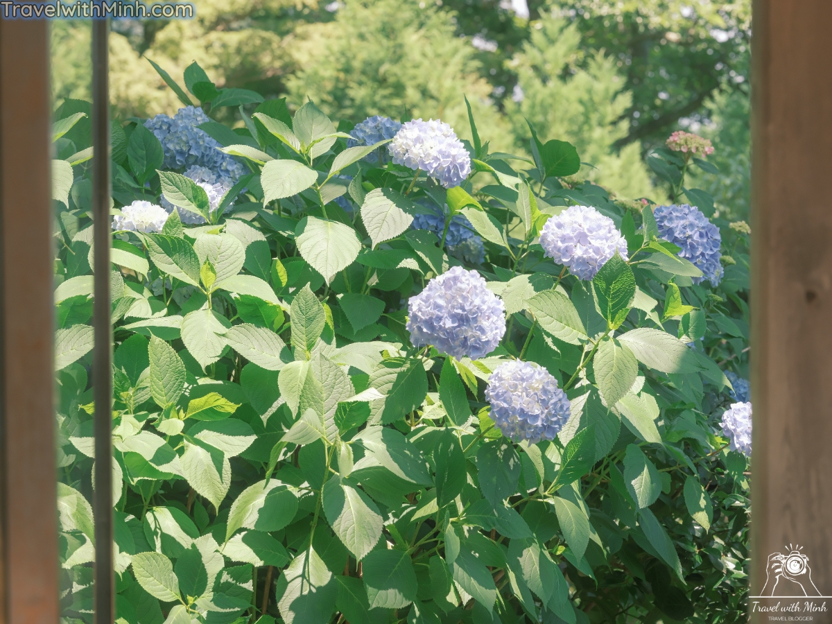 Hoa cam tu cau osakadscf5800 1