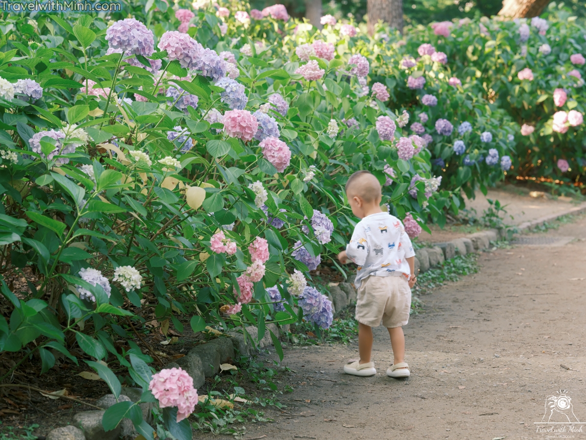 Hoa cam tu cau osakadscf5900