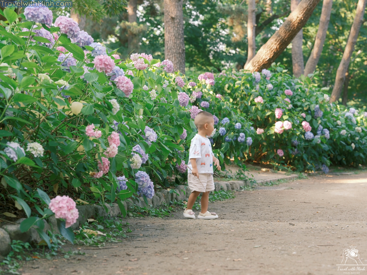 Hoa cam tu cau osakadscf5901