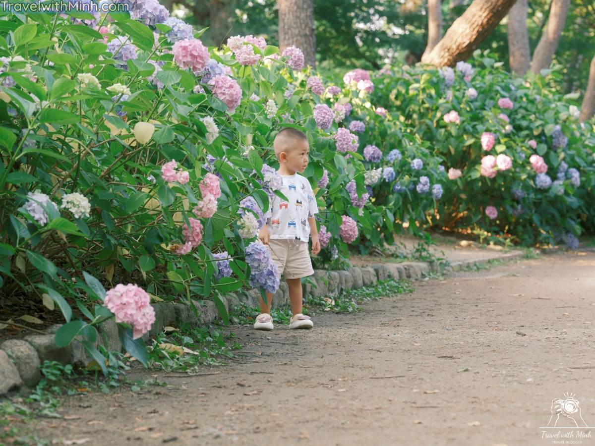 Hoa cam tu cau osakadscf5906