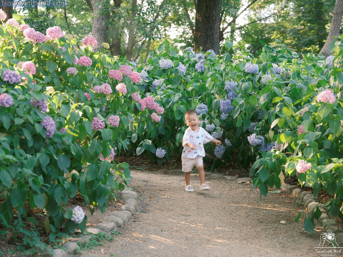 Hoa cam tu cau osakadscf5932