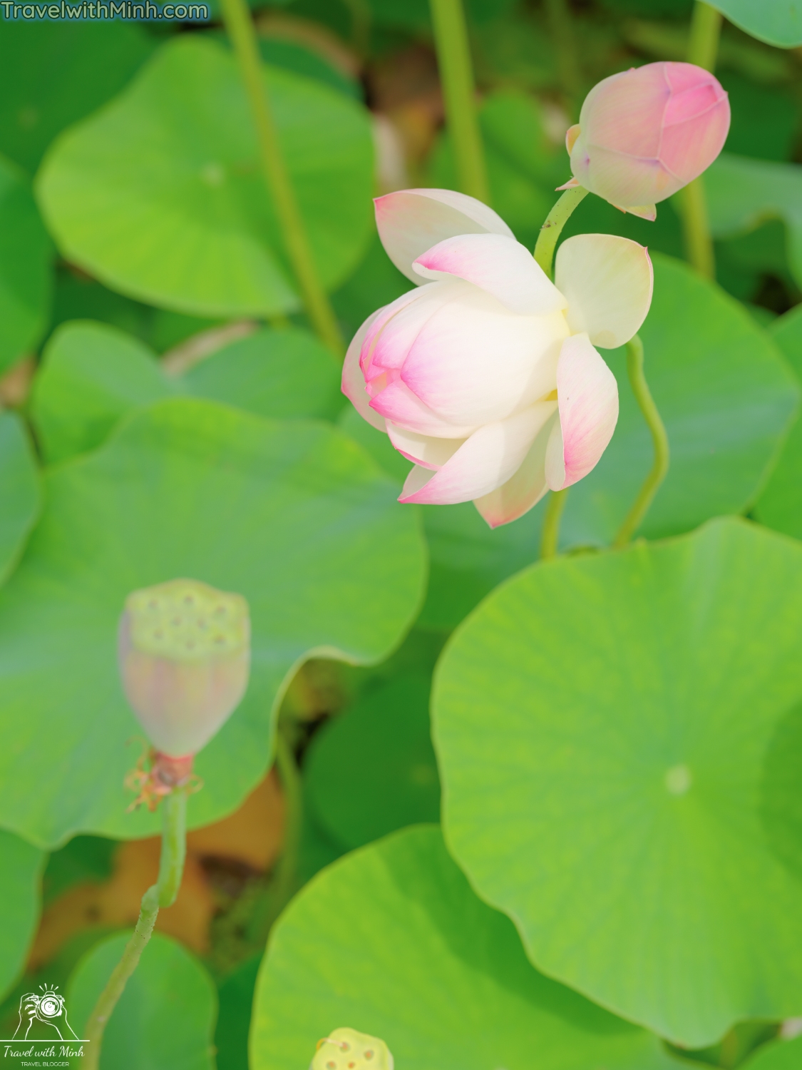 Hoa sen o himejidscf8549 1