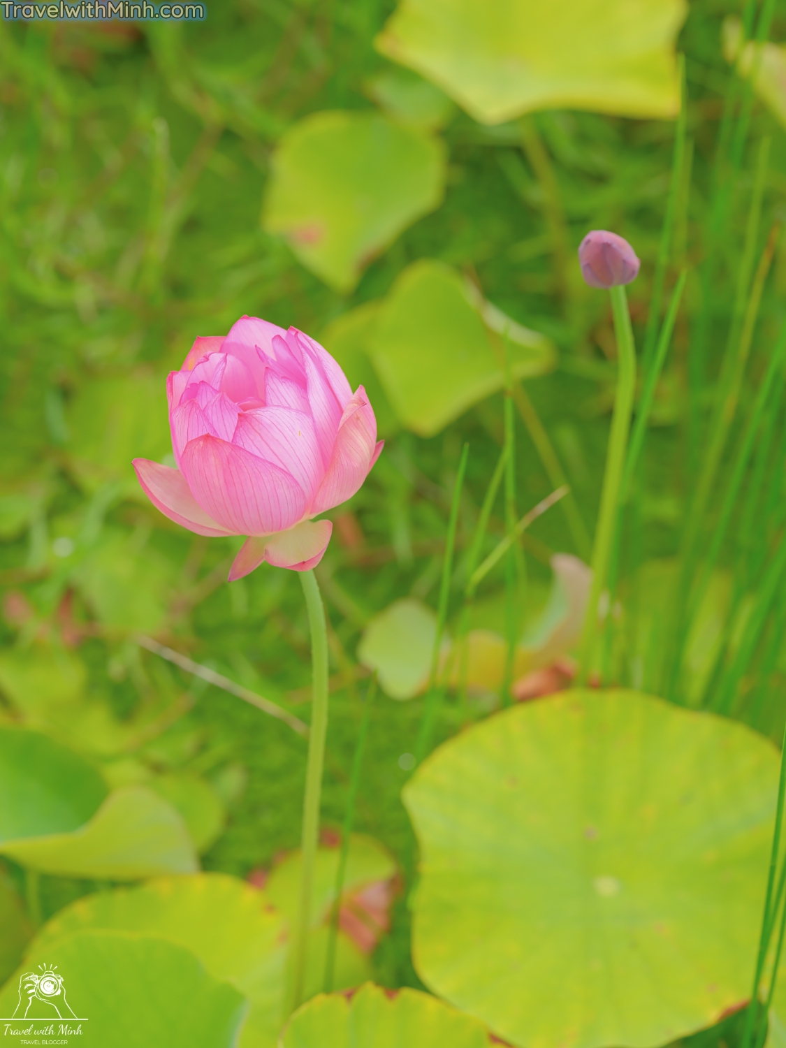 Hoa sen o himejidscf8550 1