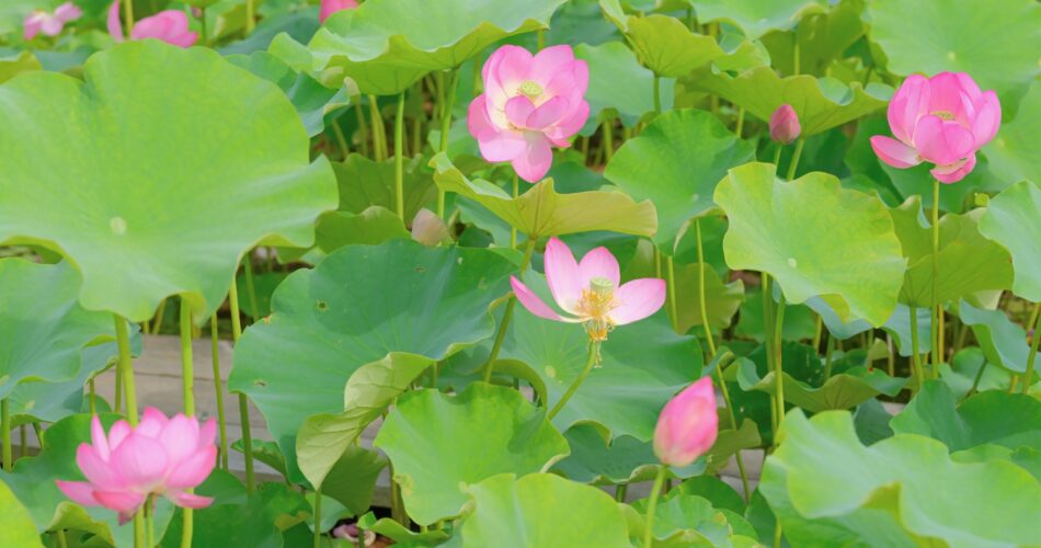 Hoa sen o himejidscf8598