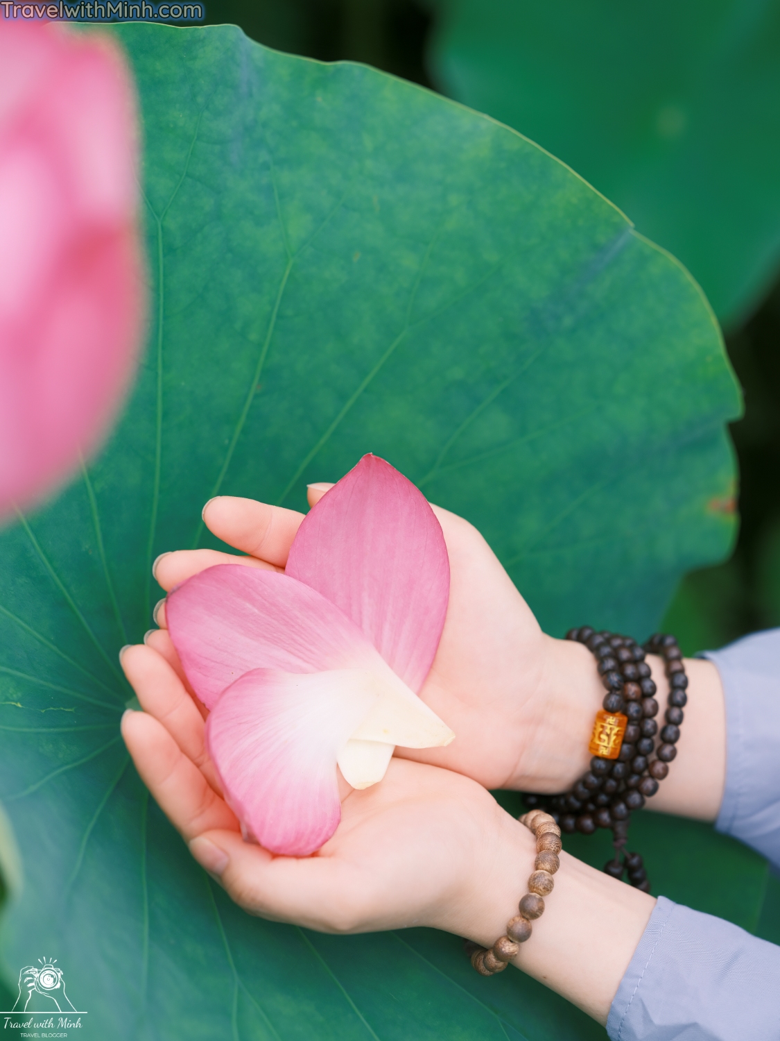 Lotus at himejidscf8638 2