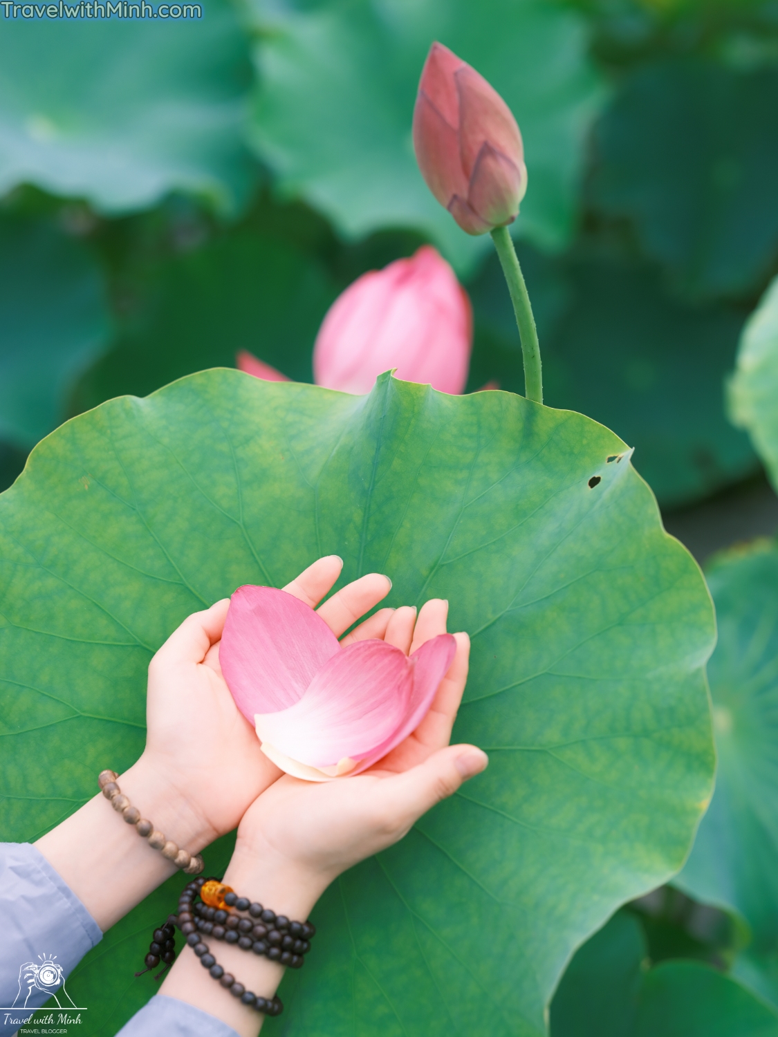 Lotus at himejidscf8639 2