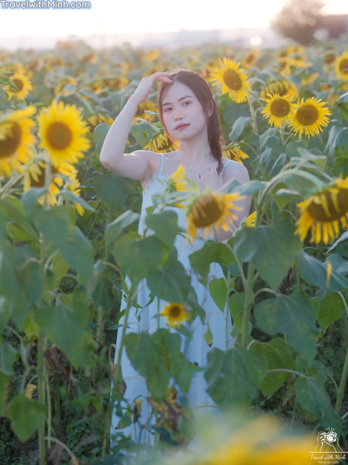 Hoa huong duong ono hyogo (56)