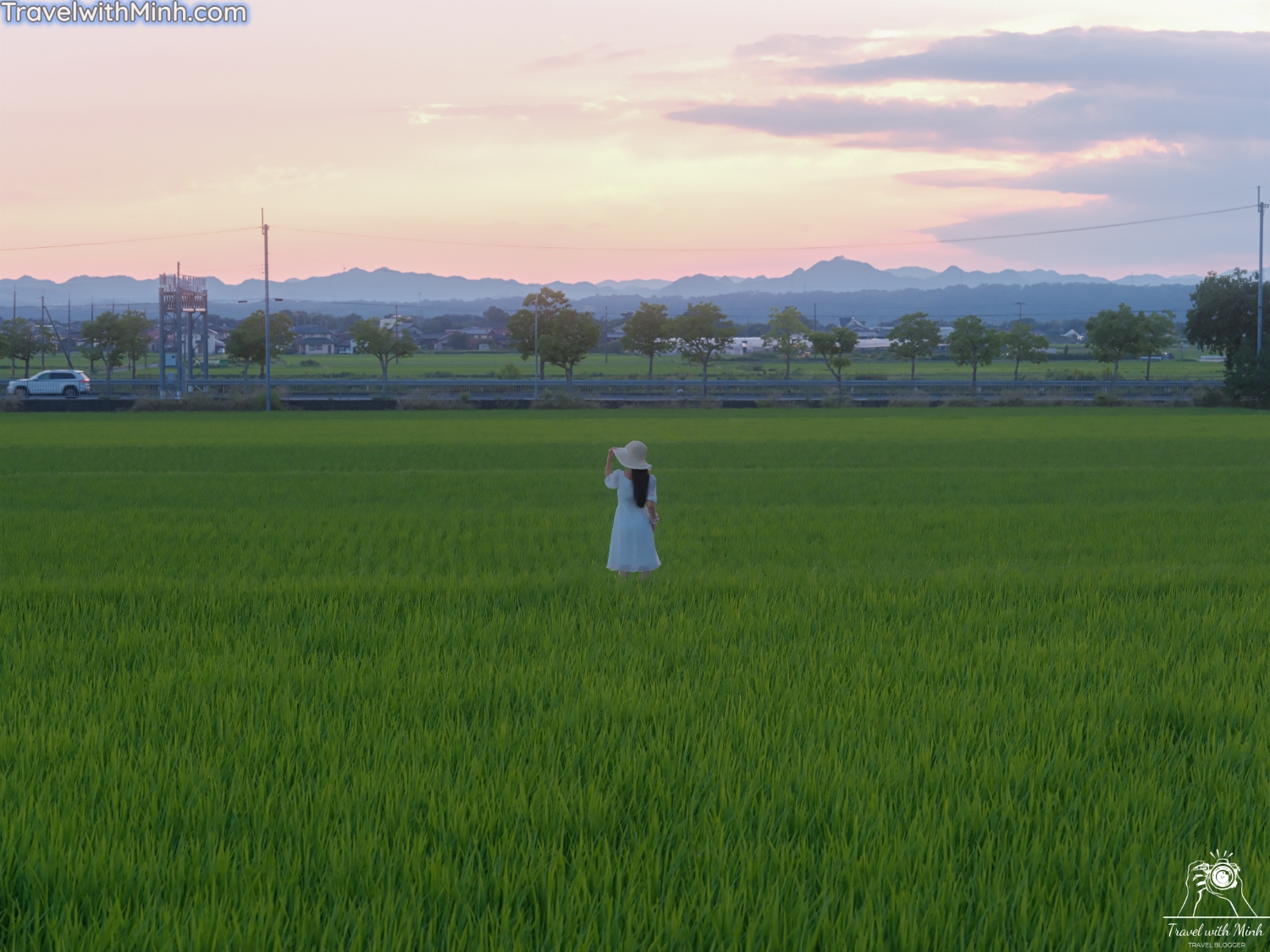 Hoa huong duong ono hyogo (88)