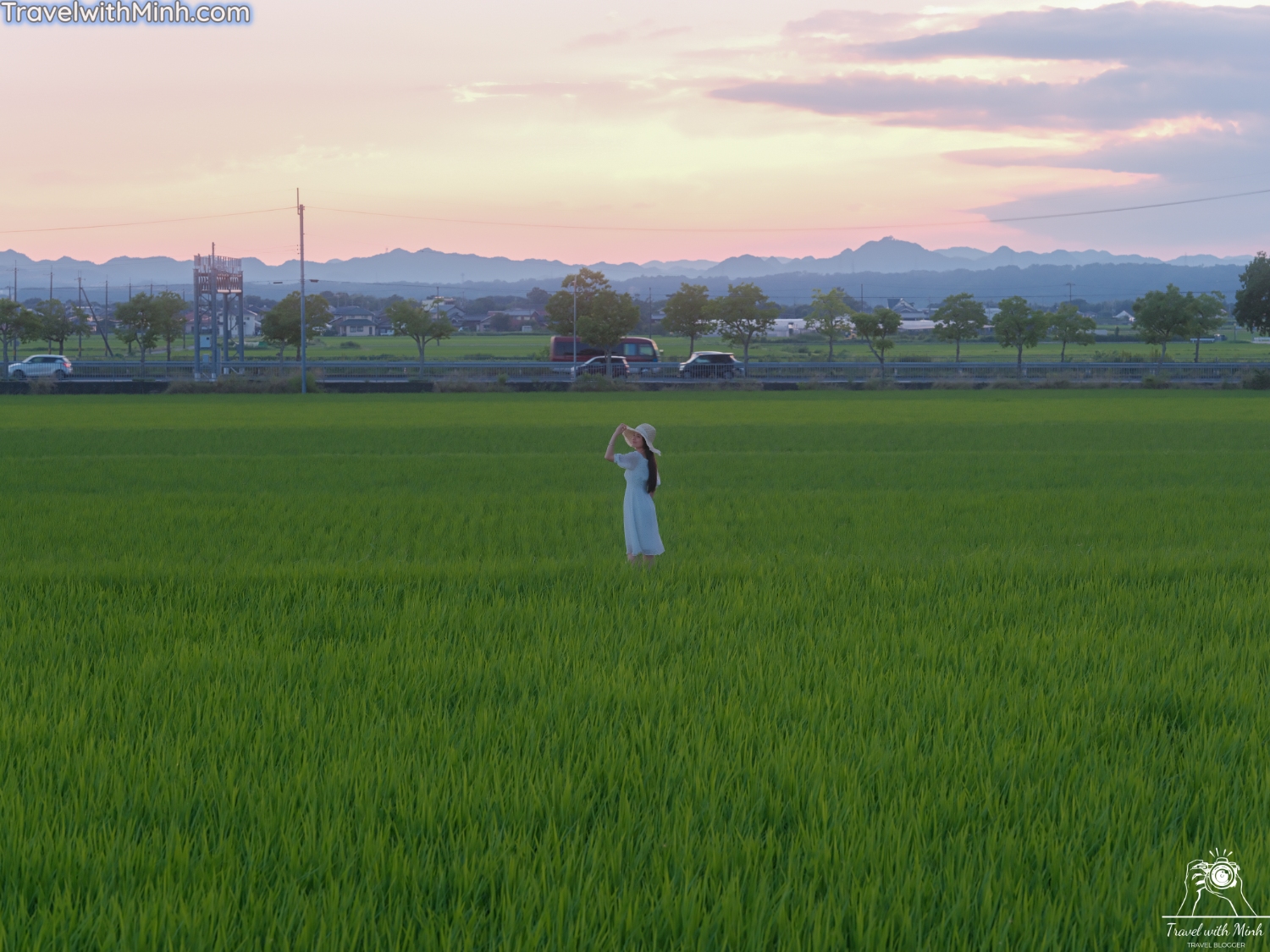 Hoa huong duong ono hyogo (90)