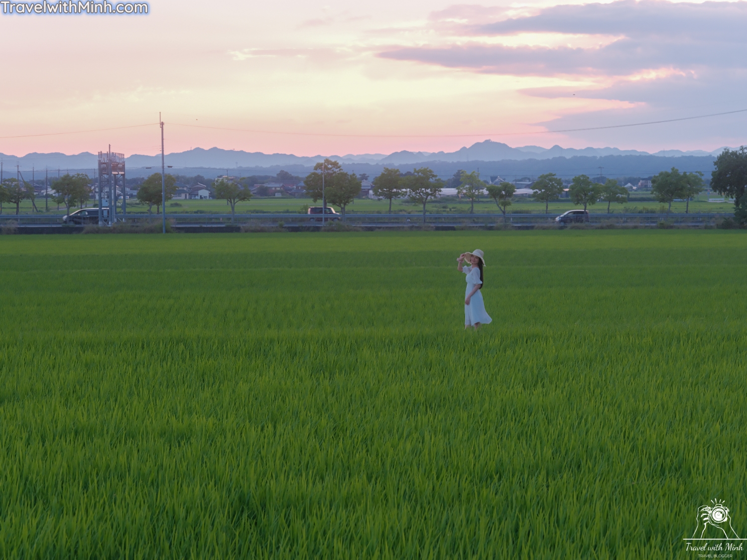 Hoa huong duong ono hyogo (93)