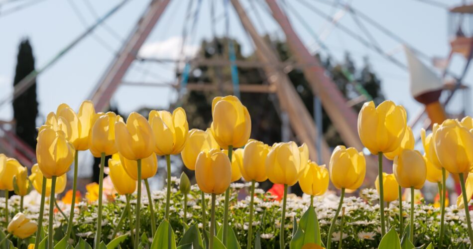 Floriade canberradscf9592