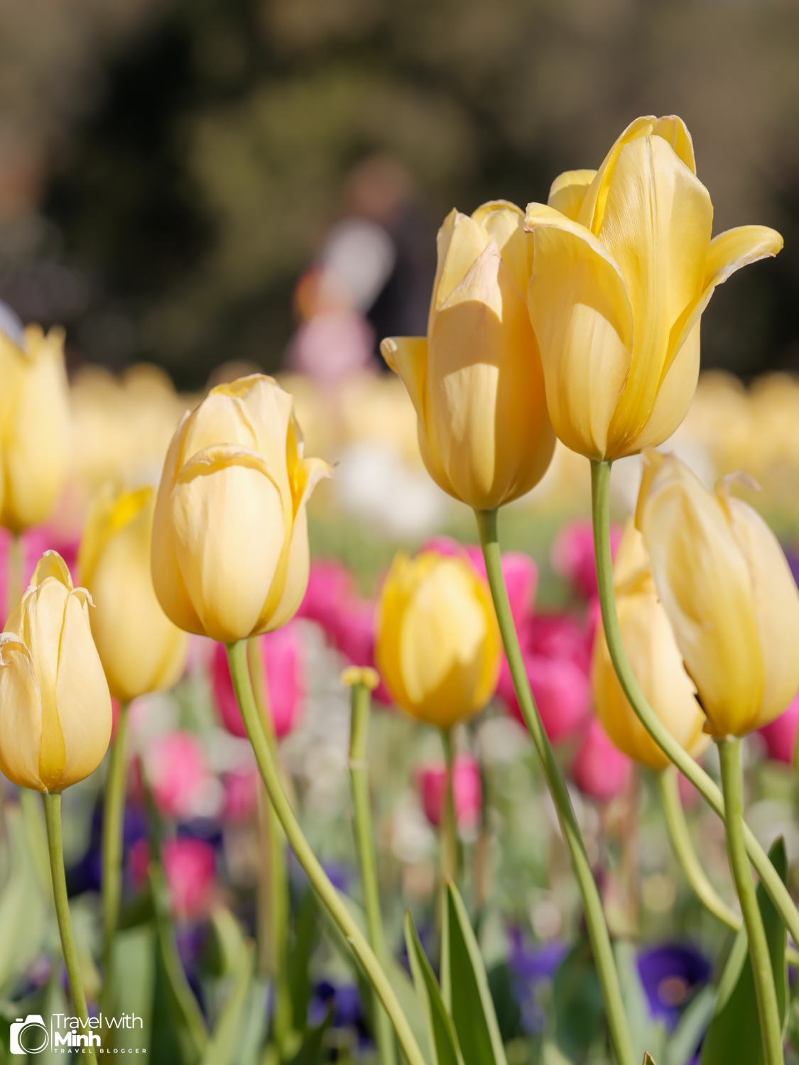 Floriade canberradscf9597