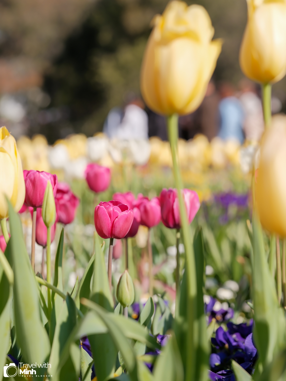Floriade canberradscf9599