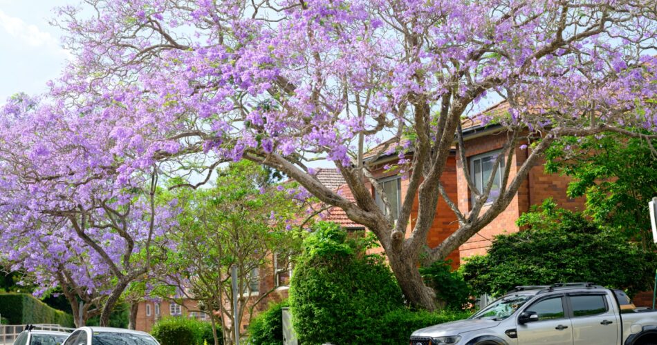 Jacaranda in sydneydscf9127 2
