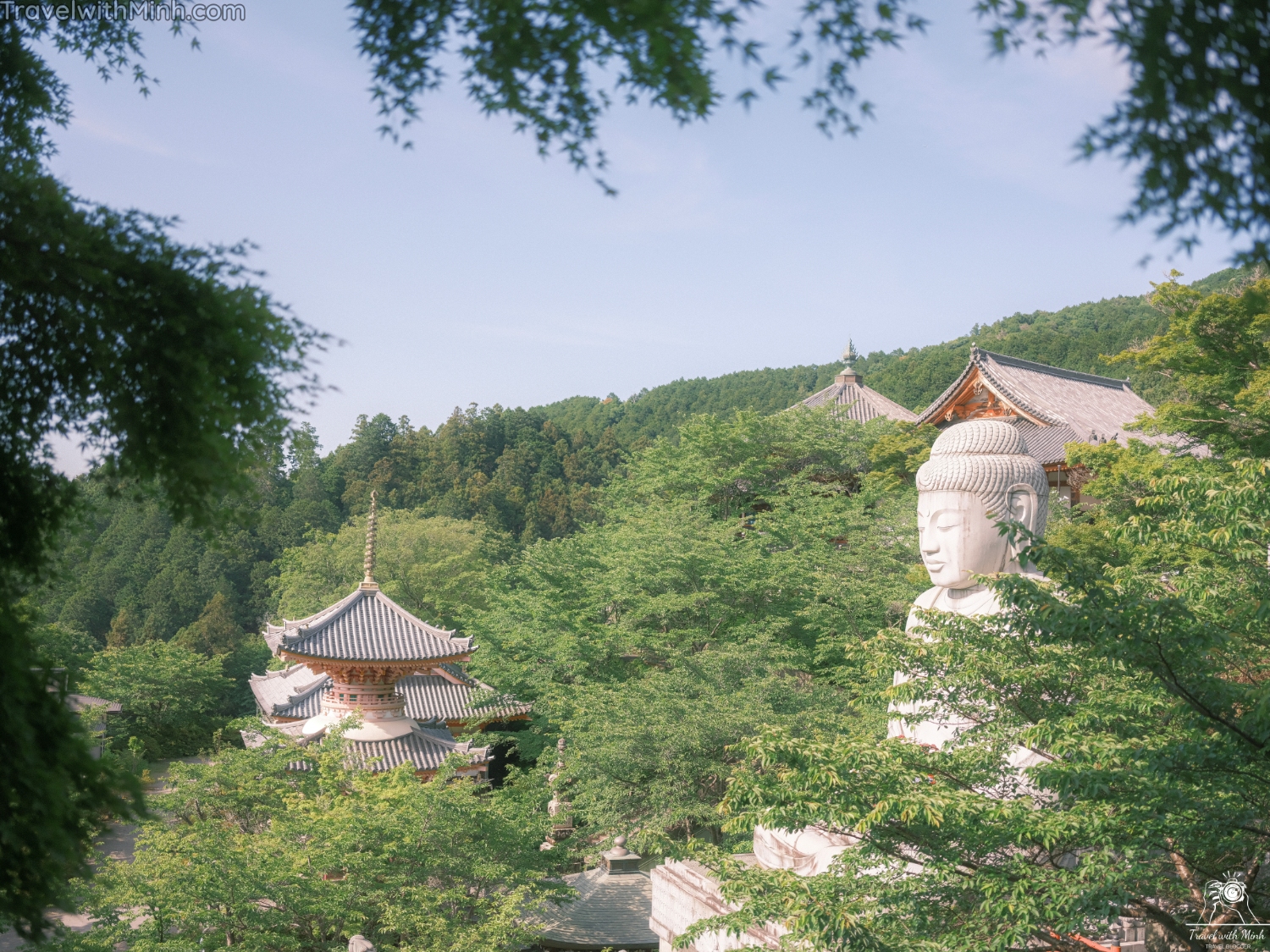 Hoa cam tu cau naradscf3677