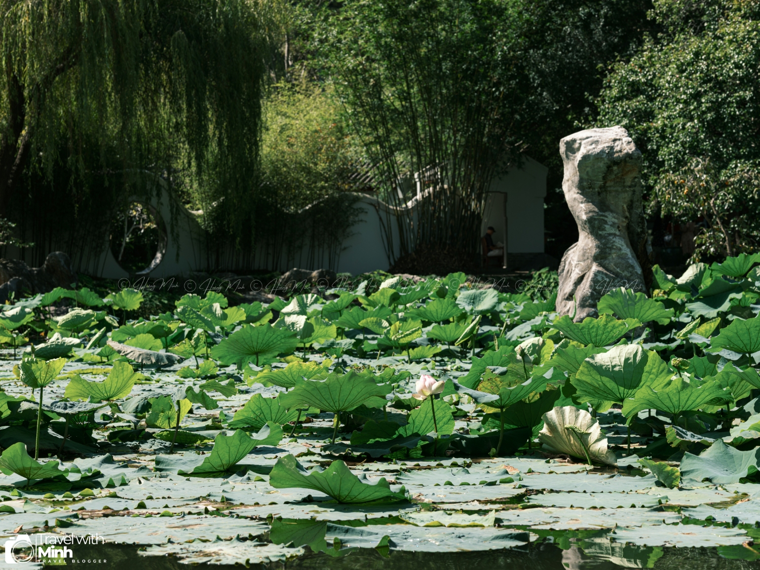 Chinese Garden Sydney Australia (11)