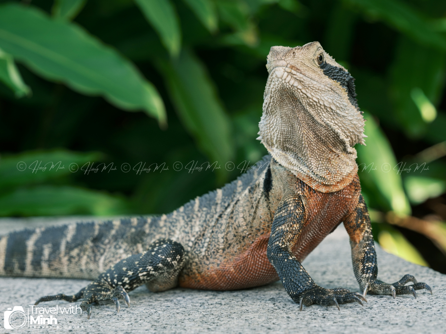 Chinese Garden Sydney Australia (17)