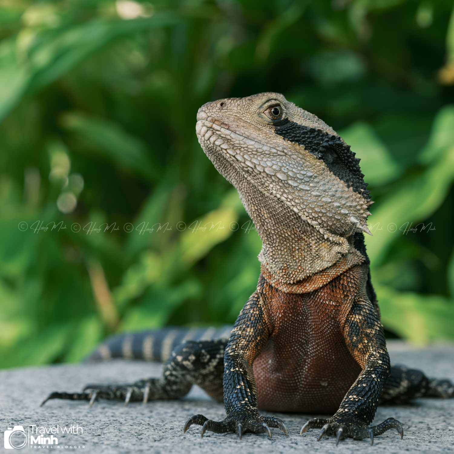 Chinese Garden Sydney Australia (19)