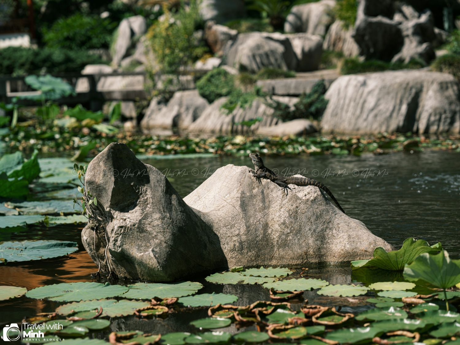 Chinese Garden Sydney Australia (6)