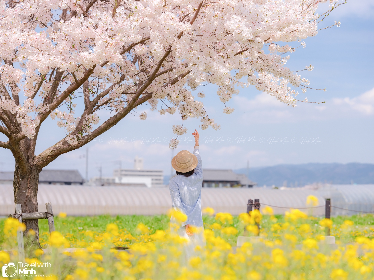 Sakura fujiwara nara (15)