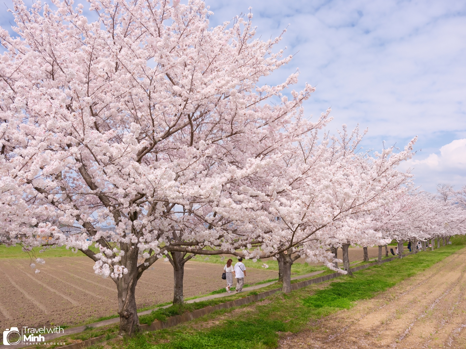 Sakura fujiwara nara (16)