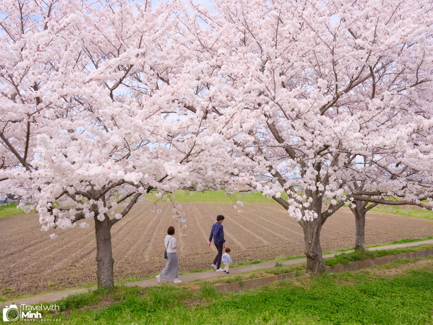 Sakura fujiwara nara (17)
