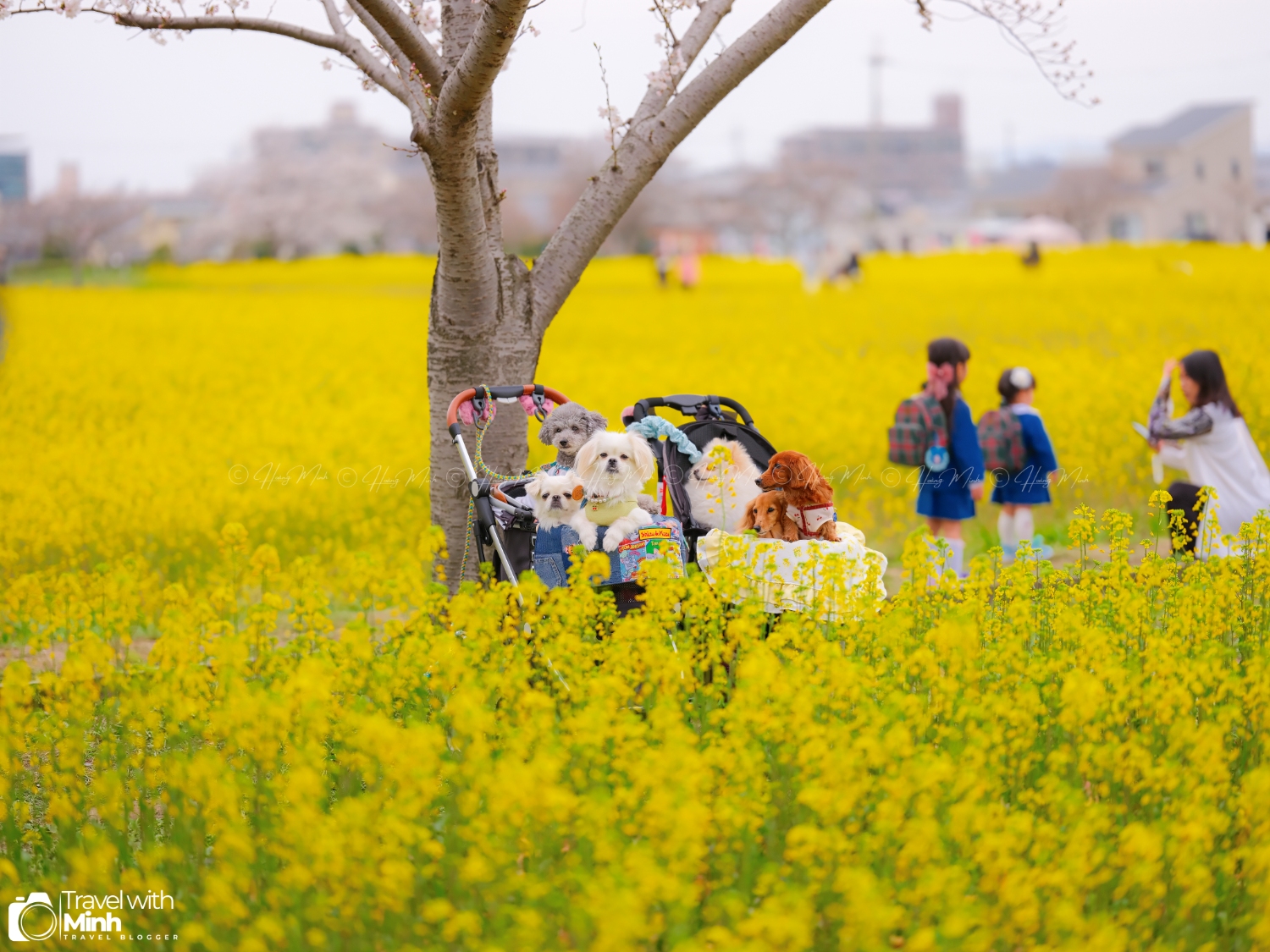 Sakura fujiwara nara (4)