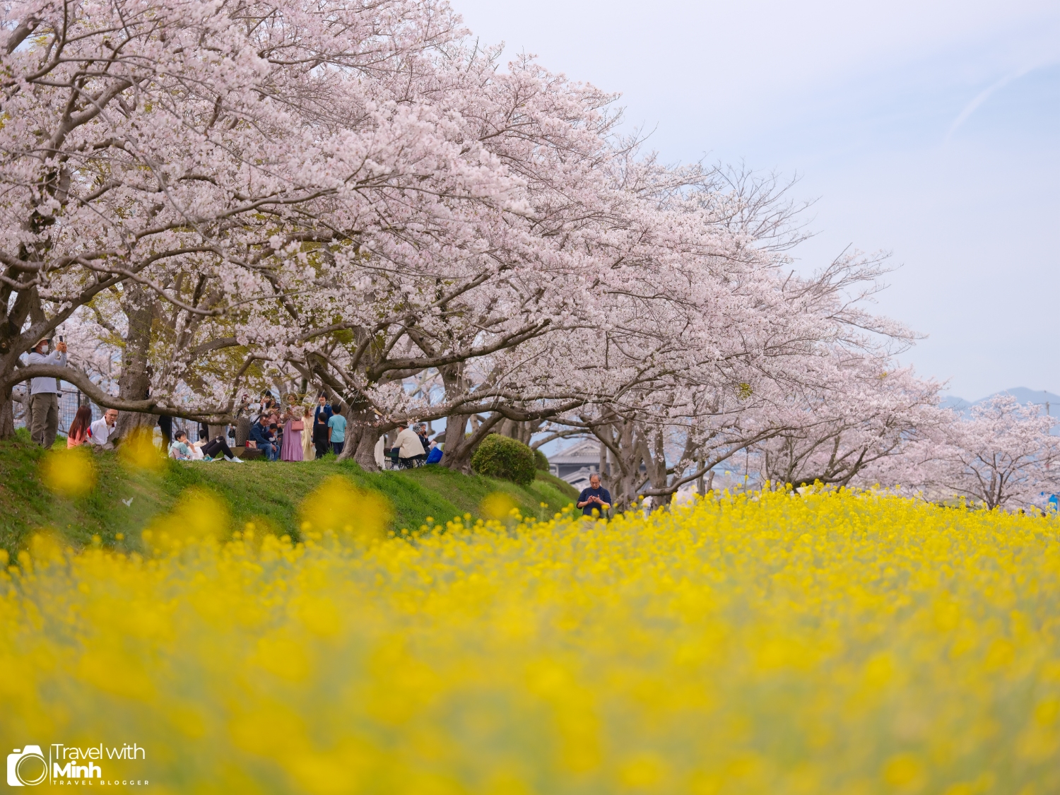 Sakura fujiwara nara (7)