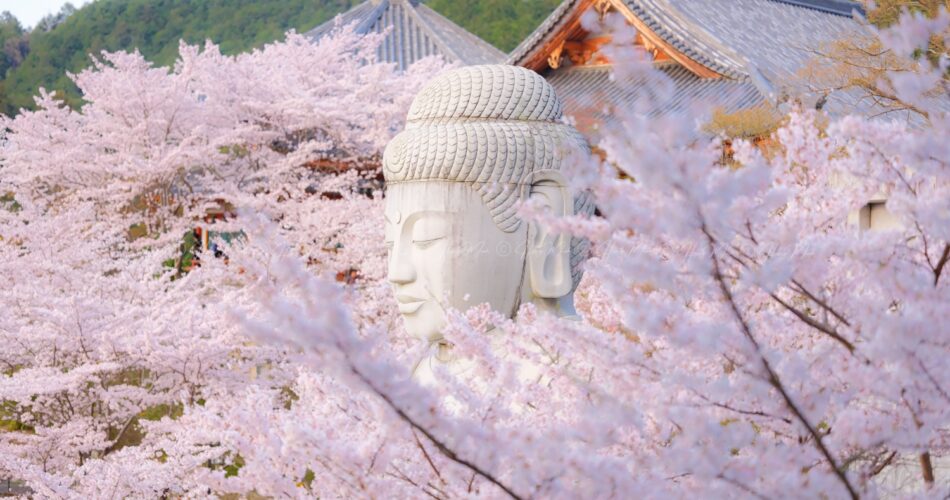 Sakura tsubosaka naradscf6876