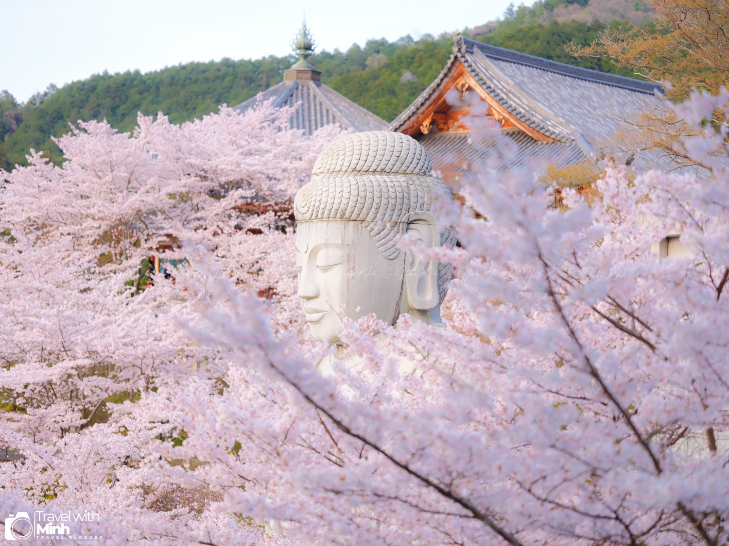 Sakura tsubosaka naradscf6876