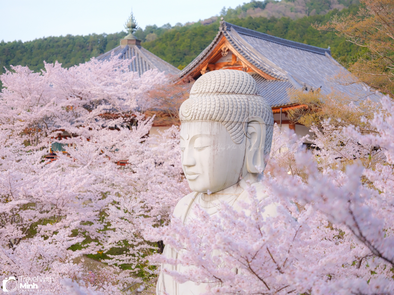 Sakura tsubosaka naradscf6879