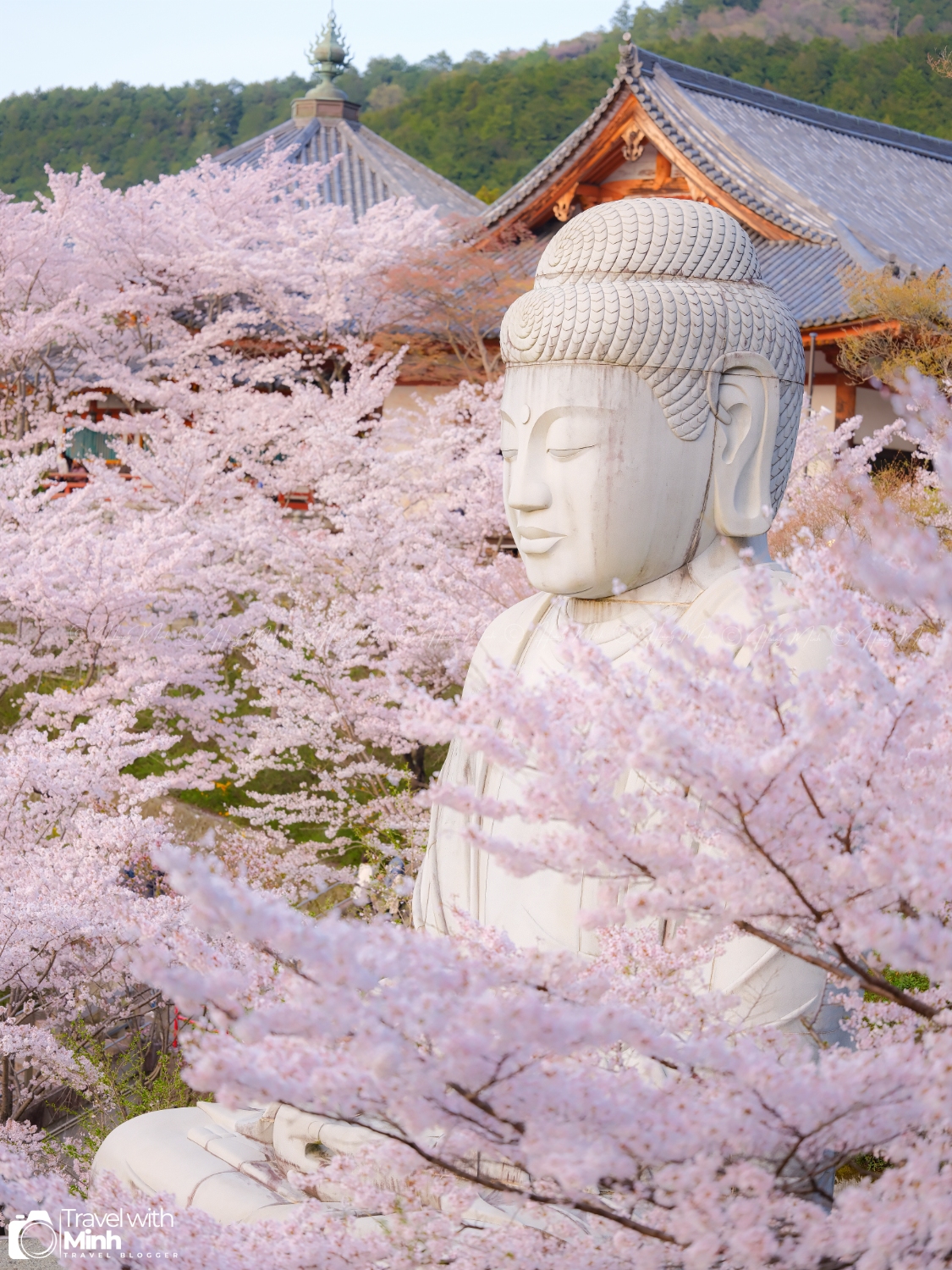 Sakura tsubosaka naradscf6880