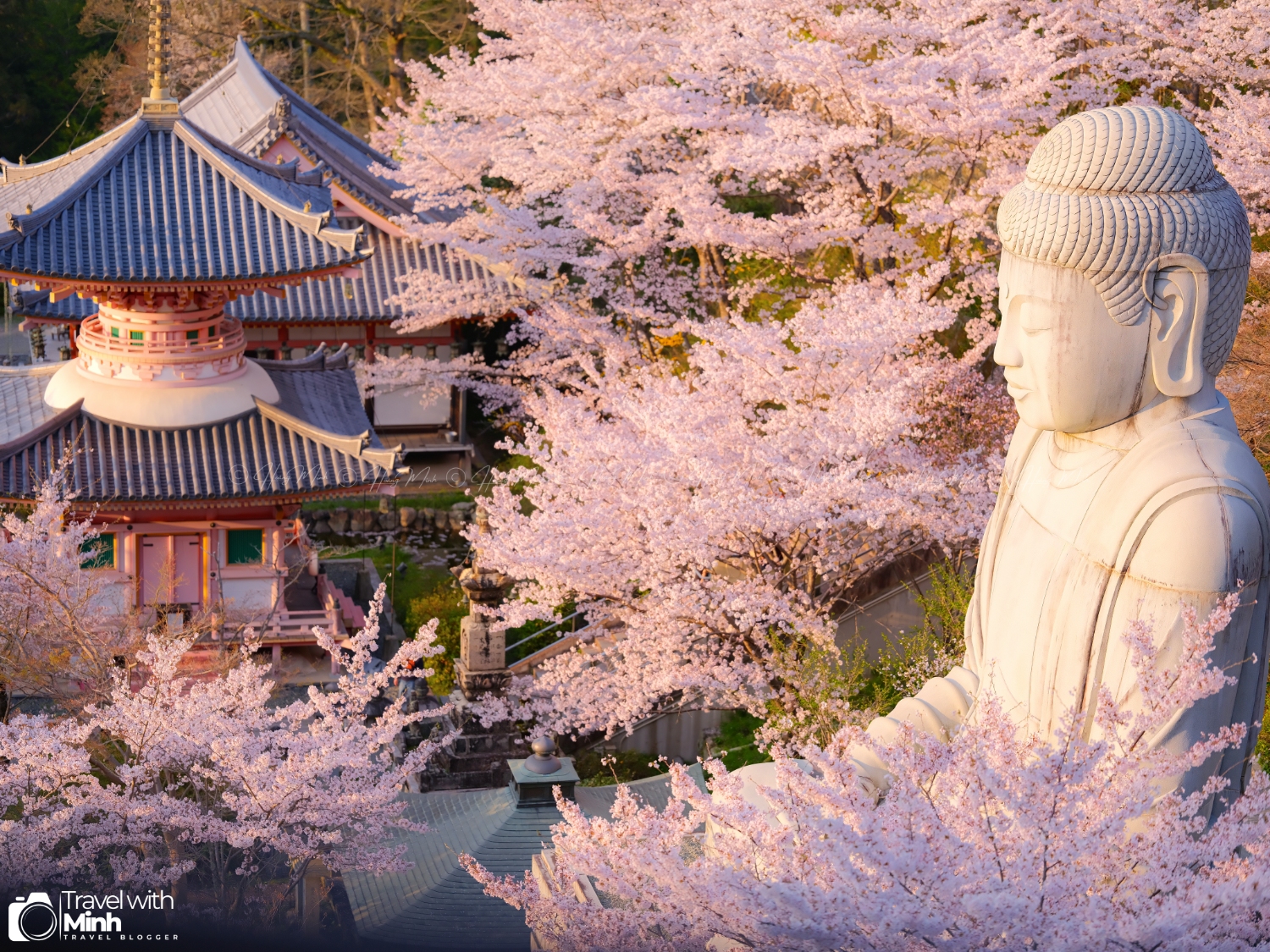 Sakura tsubosaka naradscf6907