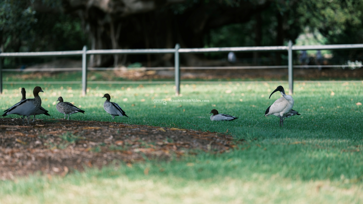 Sydney australiadscf9407