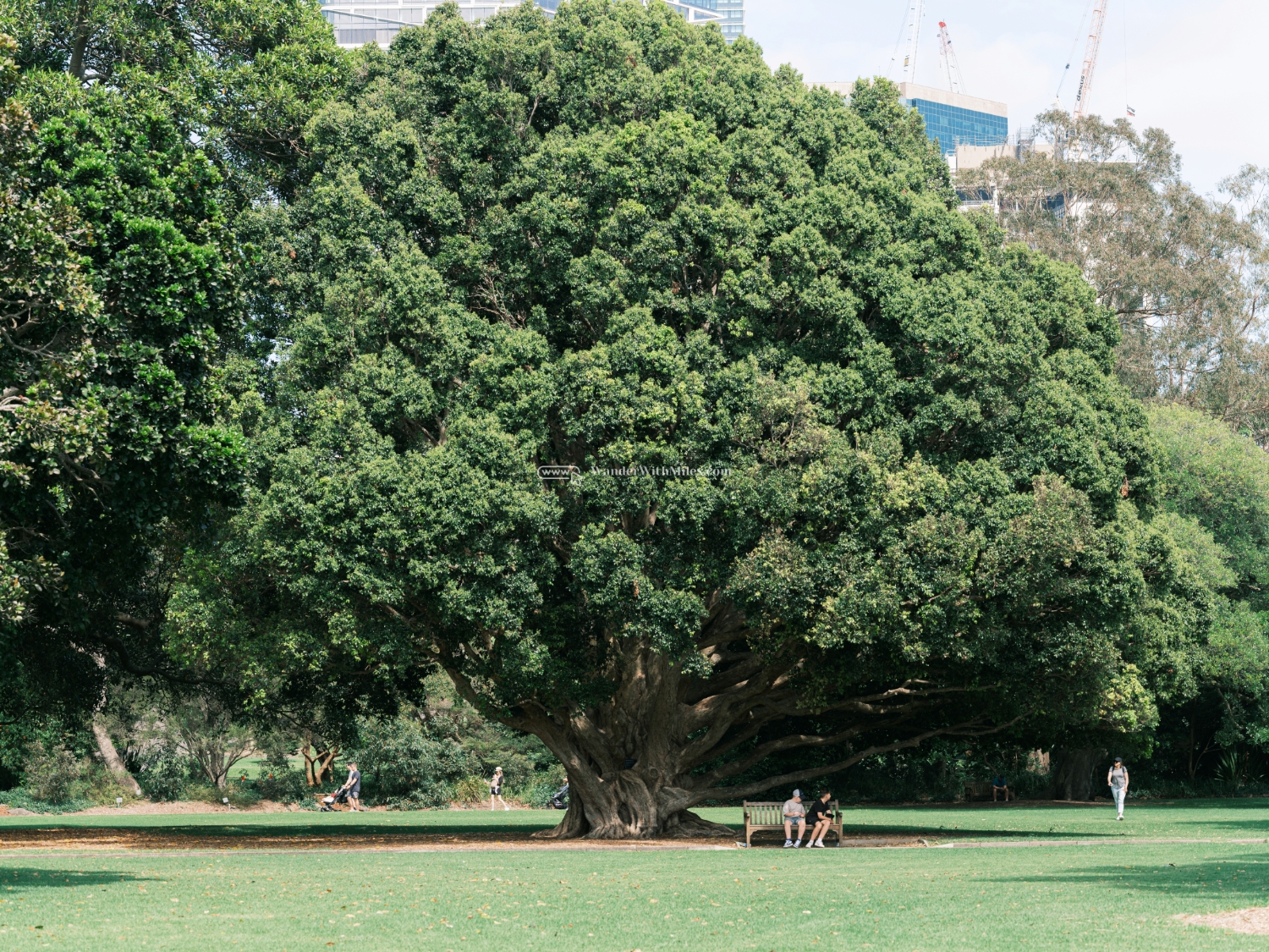 Sydney australiadscf9410