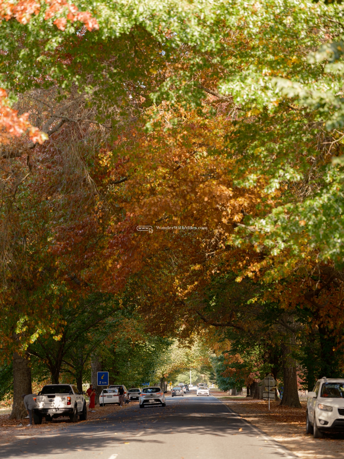 Autumn in bright victoria australia (20)